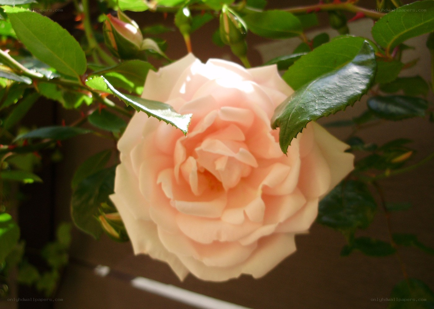 Pink rose in sunlight