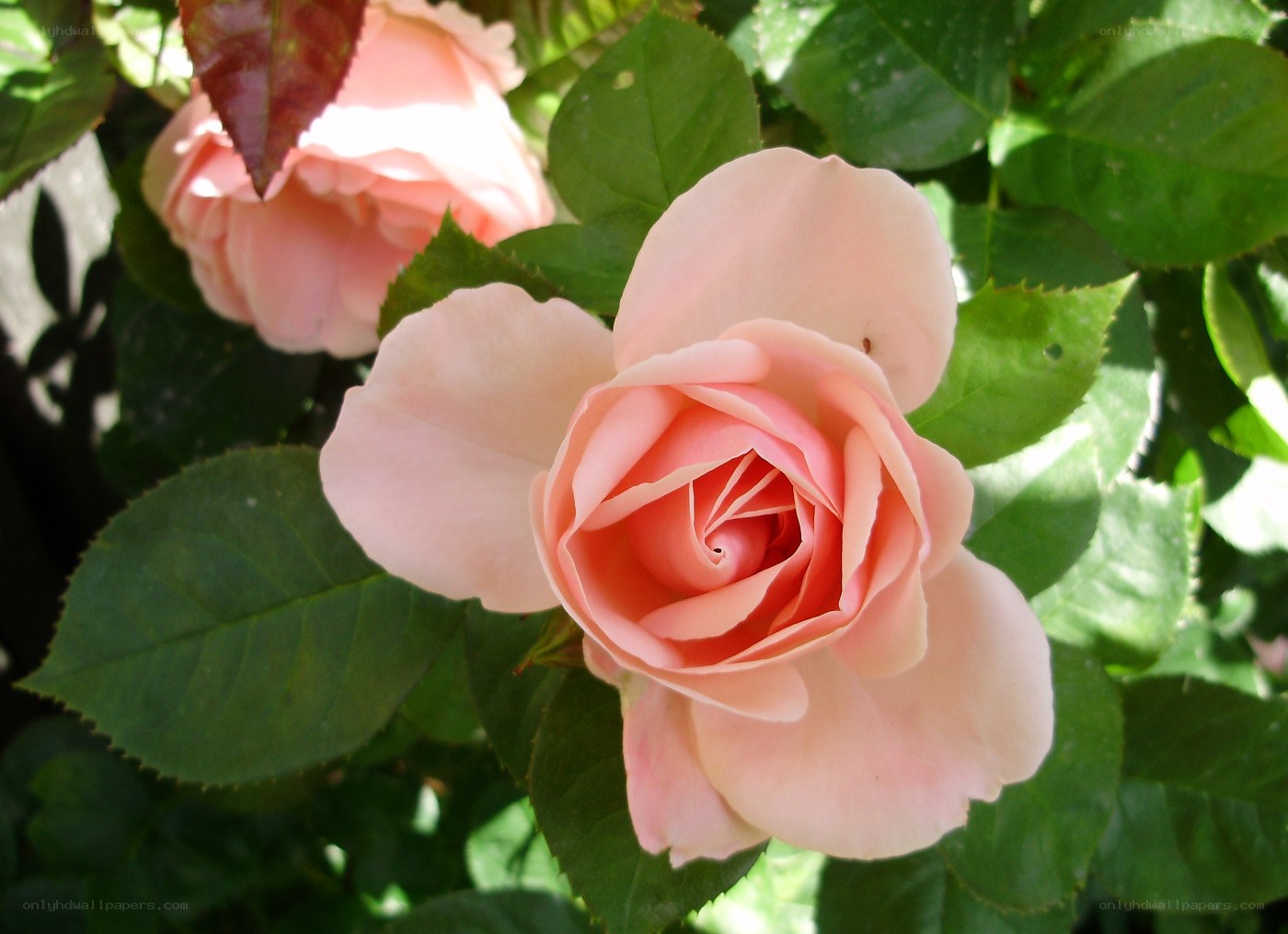 Pink rose in sunlight