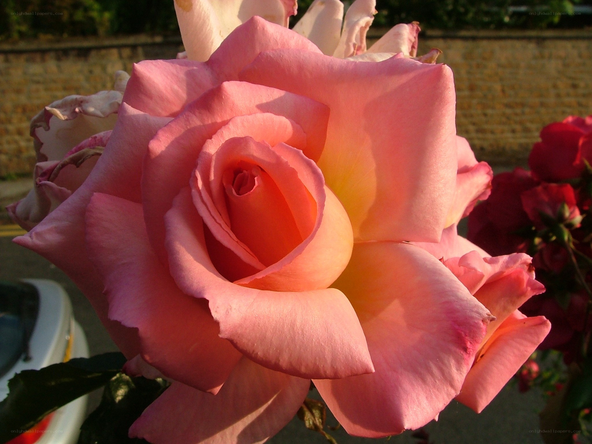 Pink rose in sunlight