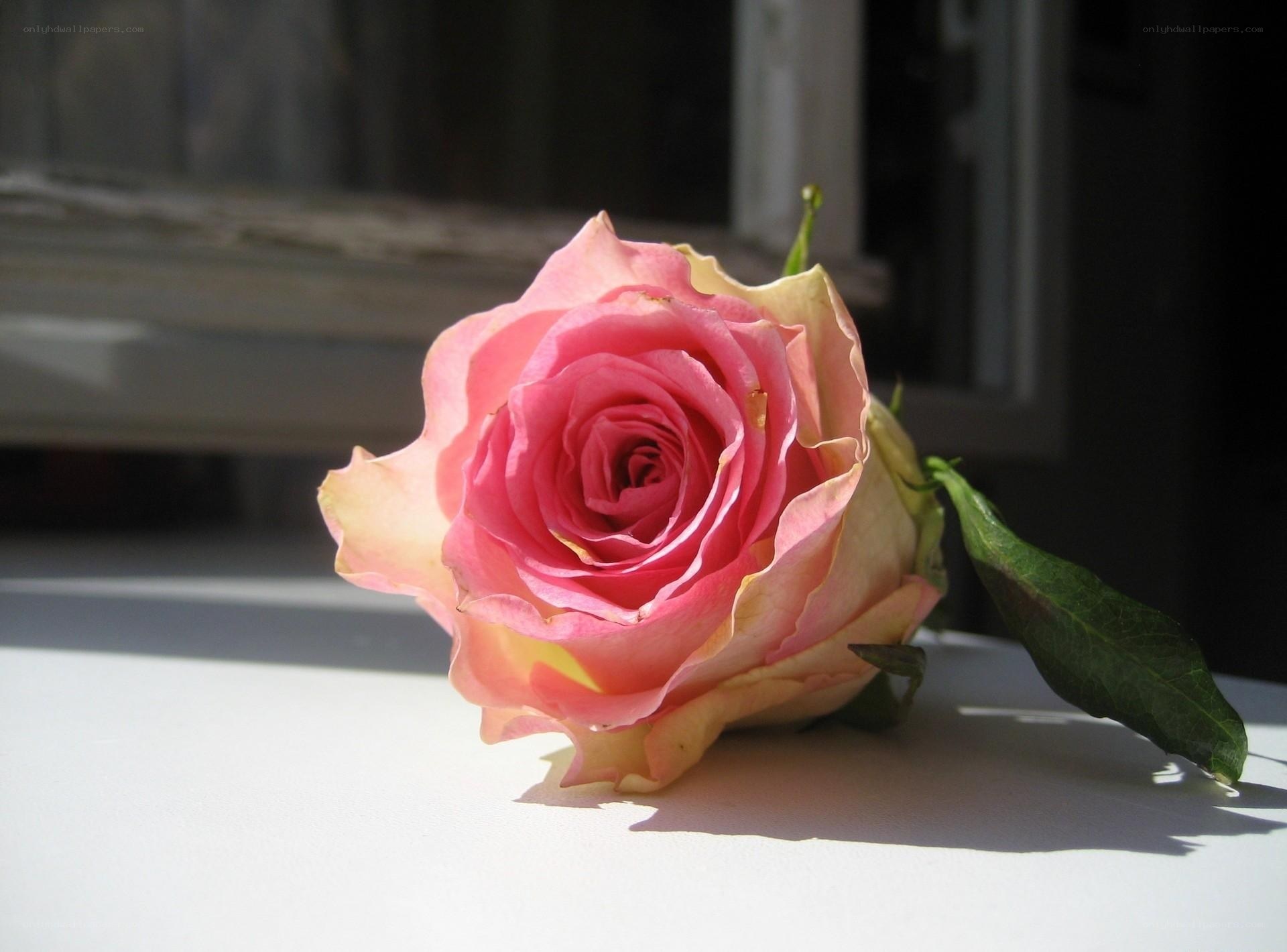 Pink rose in sunlight