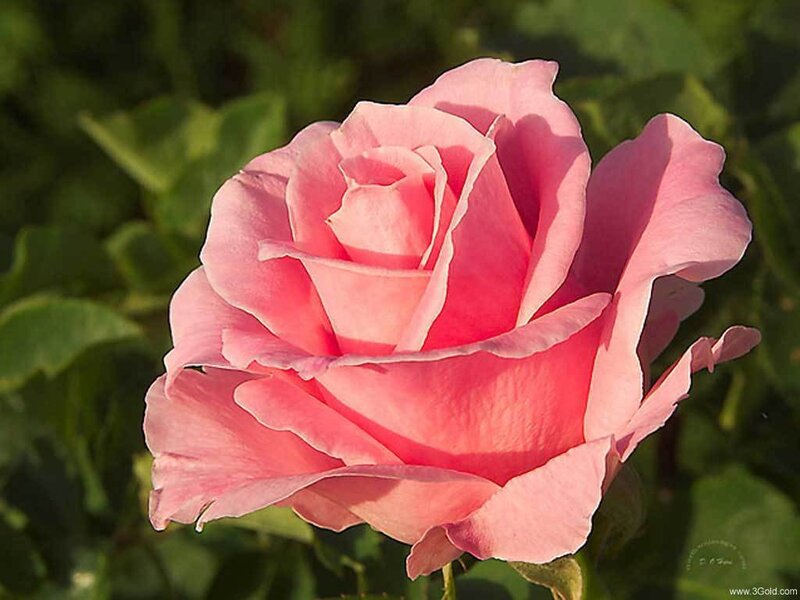 Pink rose in sunlight