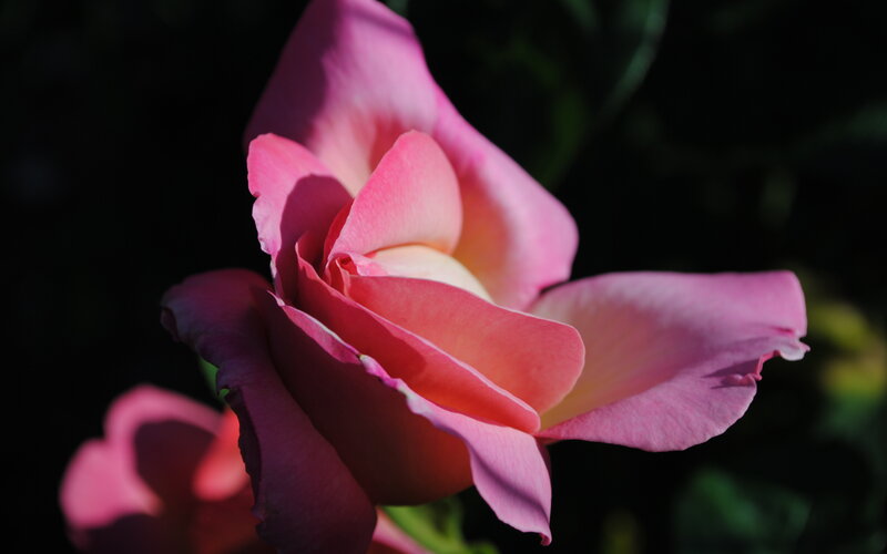 Pink rose in sunlight