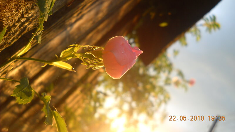 Pink rose in sunlight