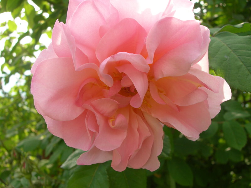 Pink rose in sunlight