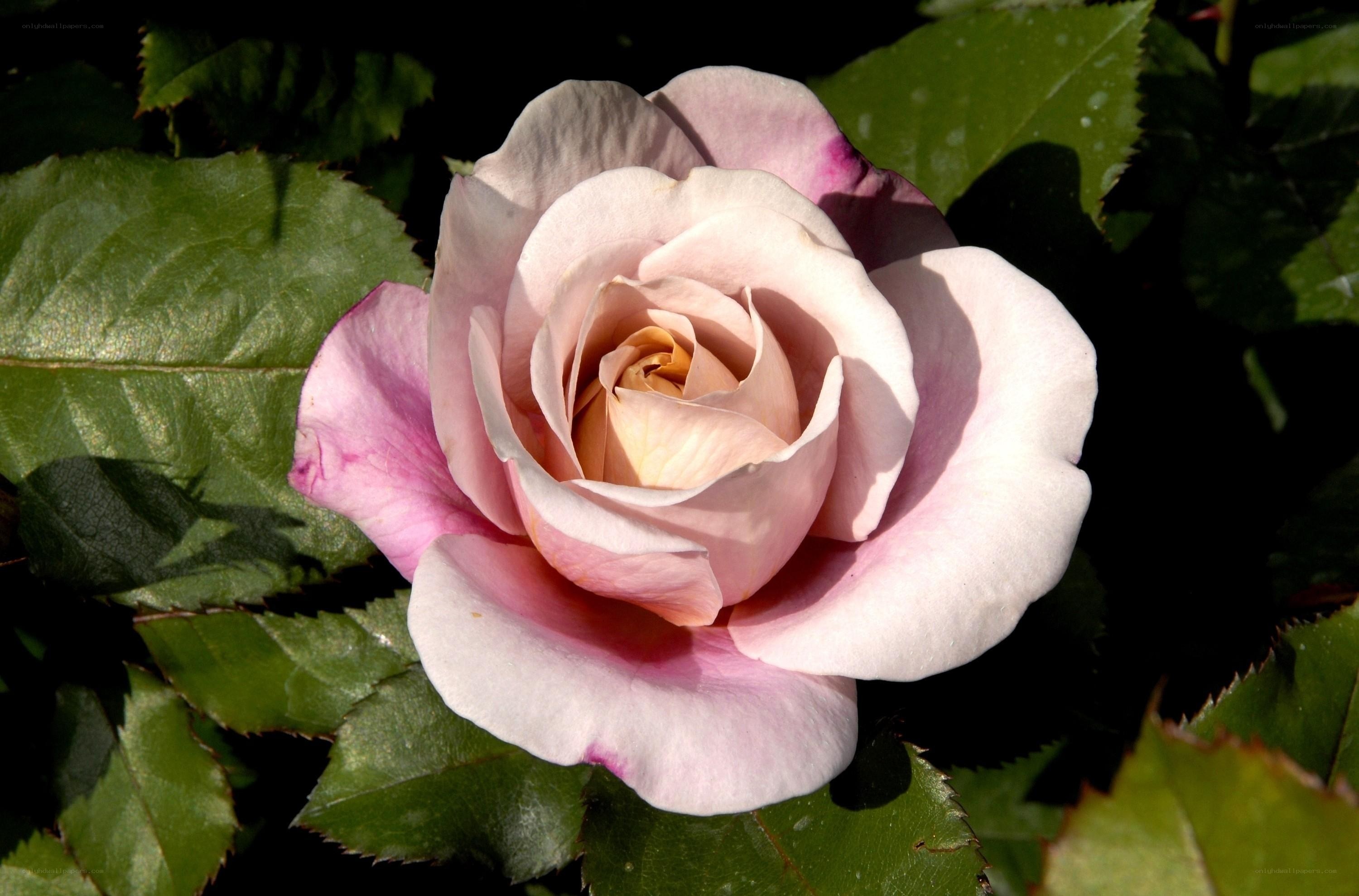 Pink rose in sunlight