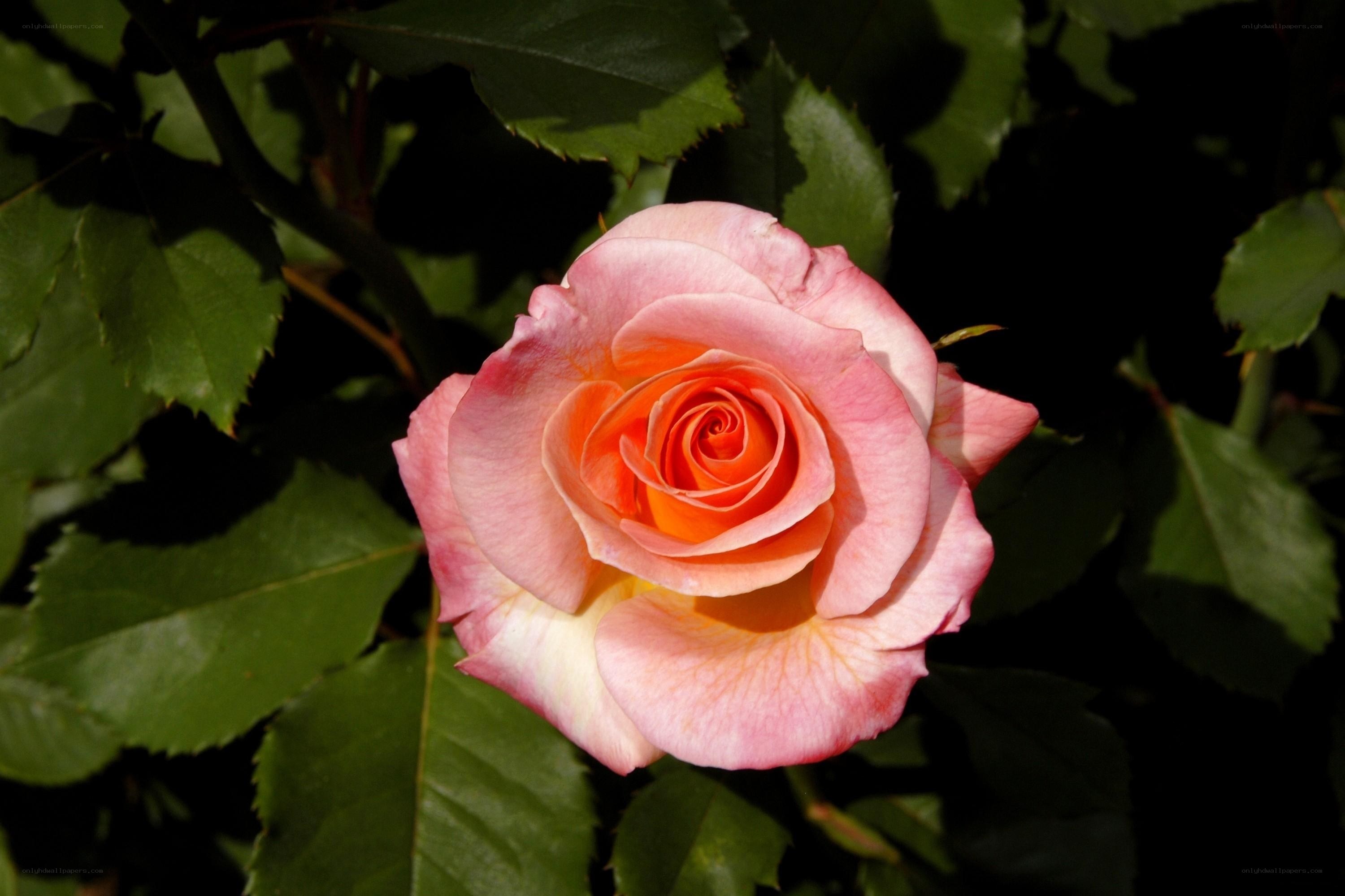 Pink rose in sunlight