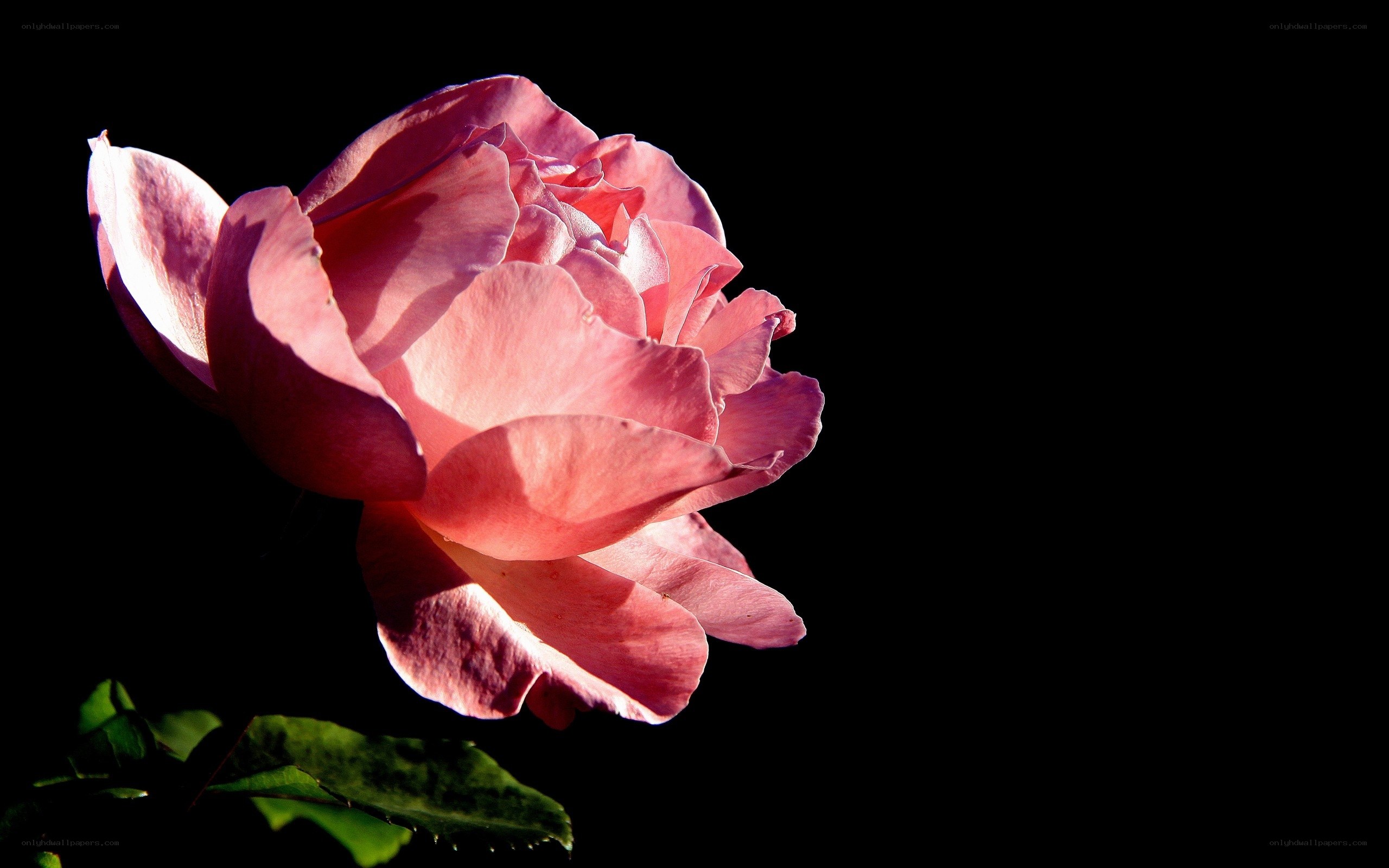Pink rose in sunlight