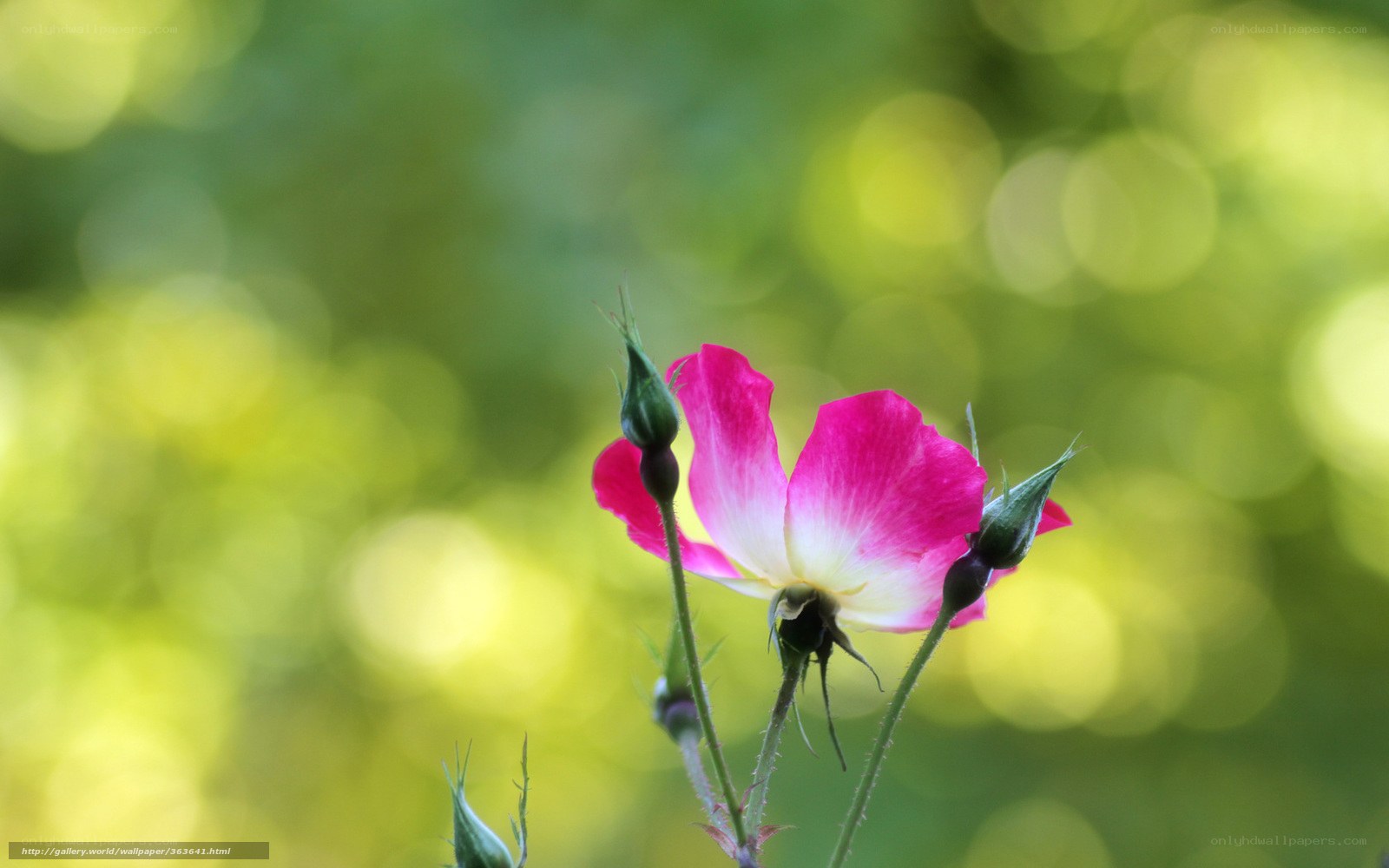 Pink rose in sunlight