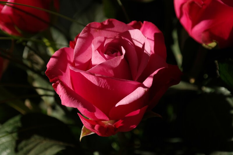 Pink Rose in Sunlight — Dramatic, Afternoon, Photograph