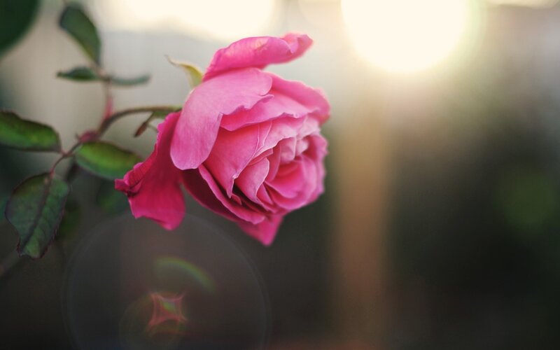 Pink Rose in Sunlight — Serene, Sunset, Photograph