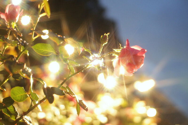 Pink Rose in Sunlight — Serene, Sunset