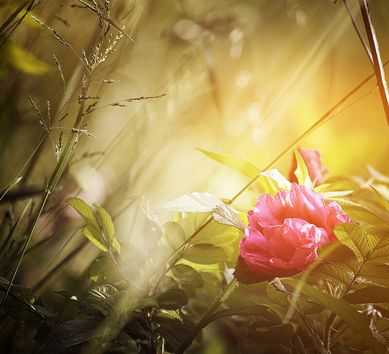 Pink Rose in Sunlight — Serene