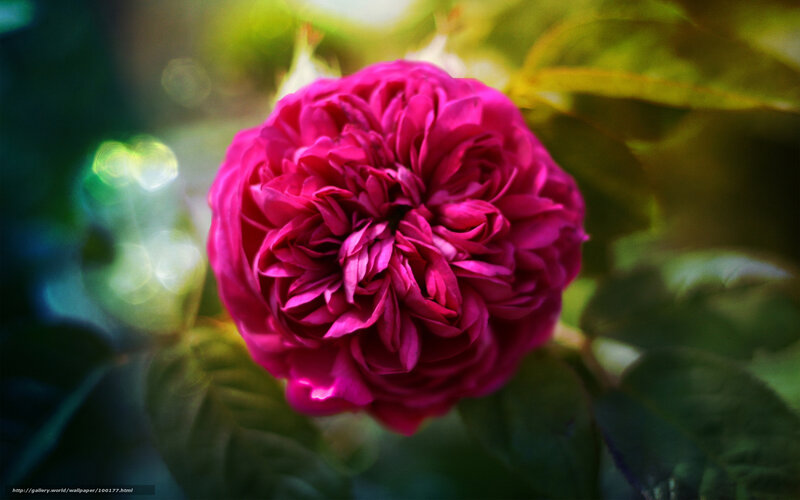 Pink rose in sunlight
