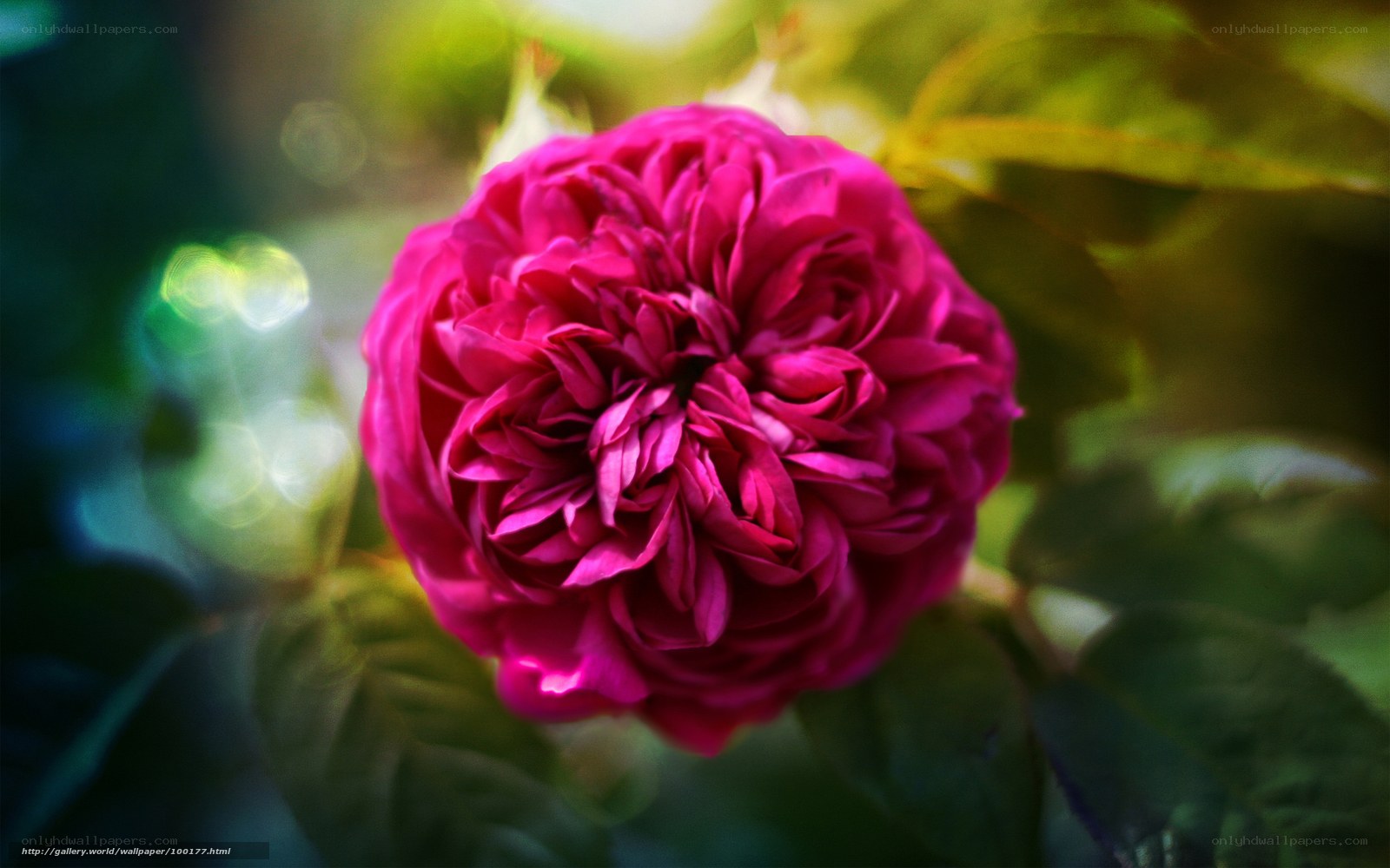Pink rose in sunlight