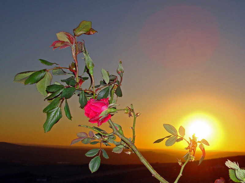 Pink Rose in Sunset — Orange
