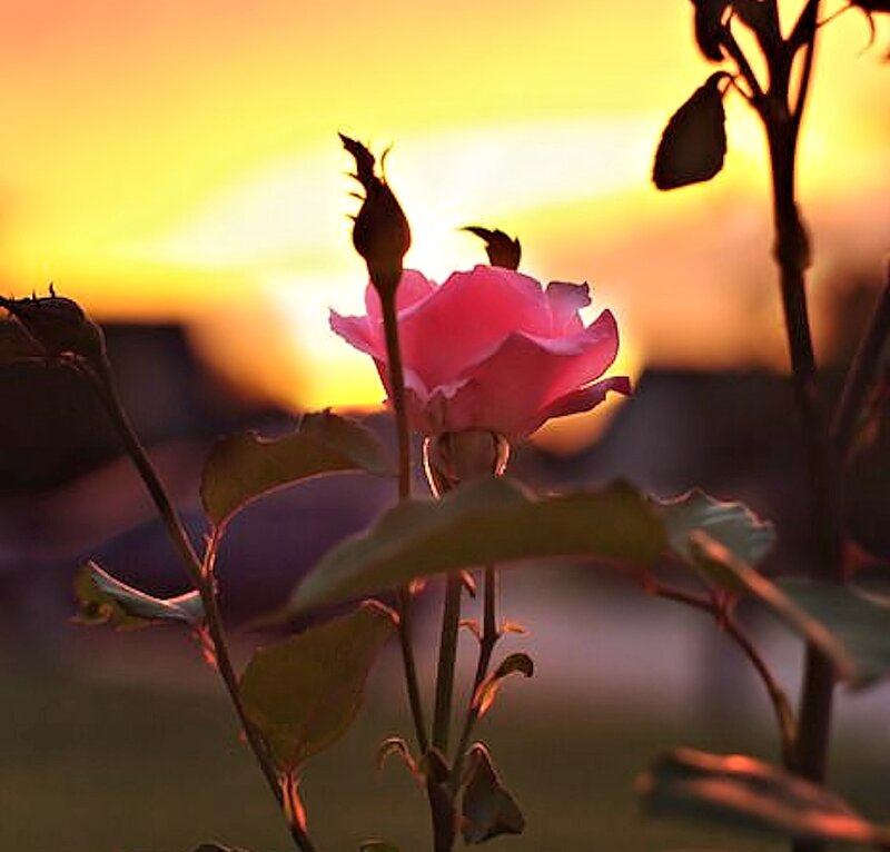 Pink Rose in Sunset — Serene