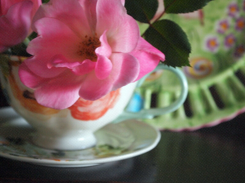 Pink Rose in Teacup — Calm