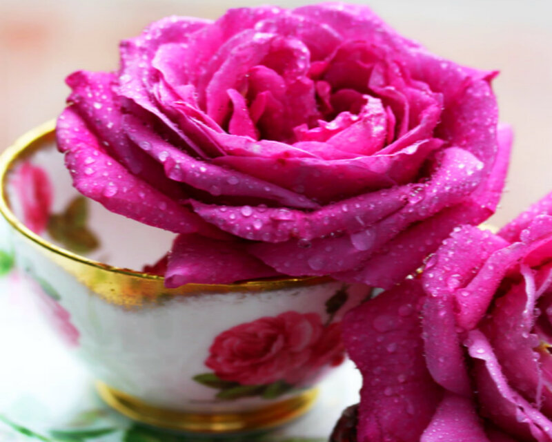 Pink Rose in Teacup — Magenta