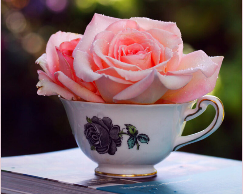 Pink Rose in Teacup — Serene, Afternoon