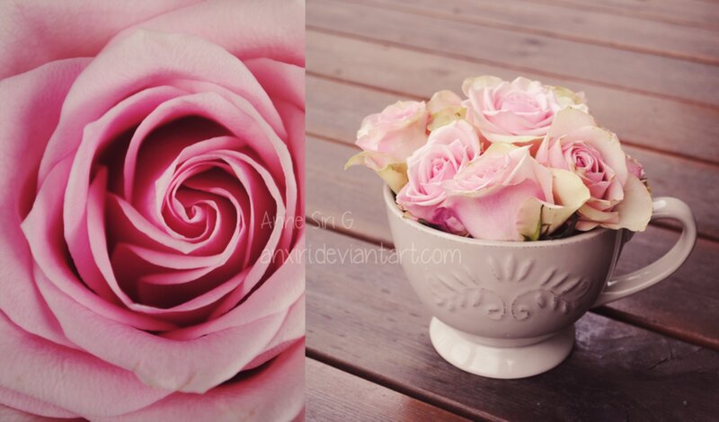 Pink Rose in Teacup — Serene, Photograph, Wooden Surface
