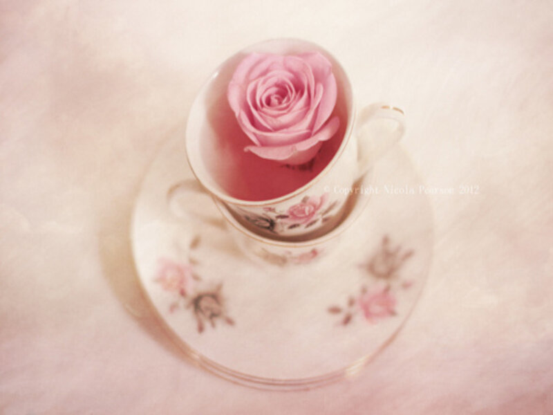 Pink Rose in Teacup — Serene