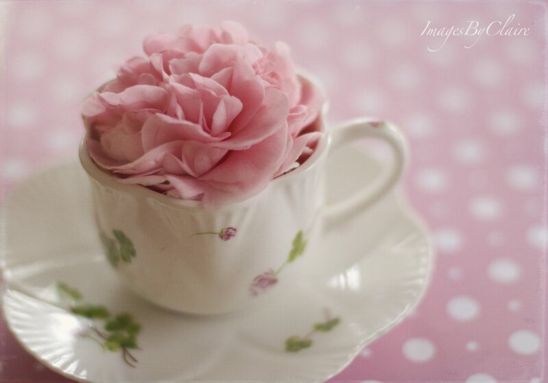 Pink Rose in Teacup