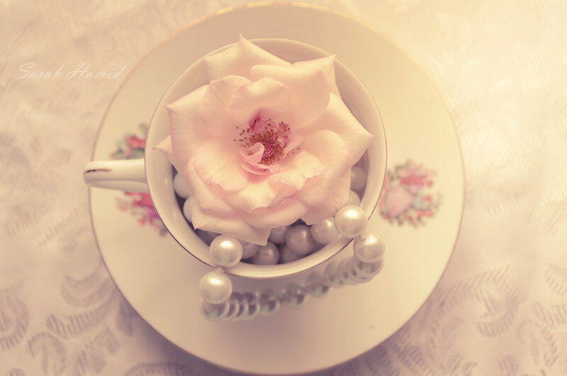 Pink Rose in Teacup — White, Serene, Photograph, Saucer