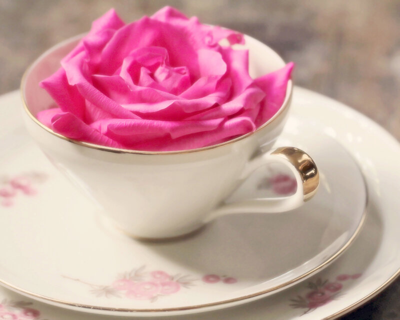 Pink Rose in Teacup — White, Serene, Photograph