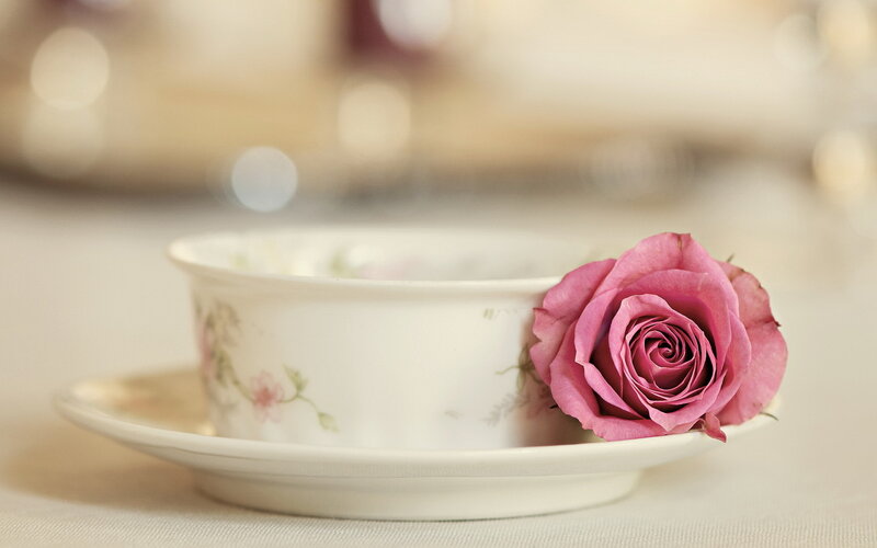 Pink Rose in Teacup — White