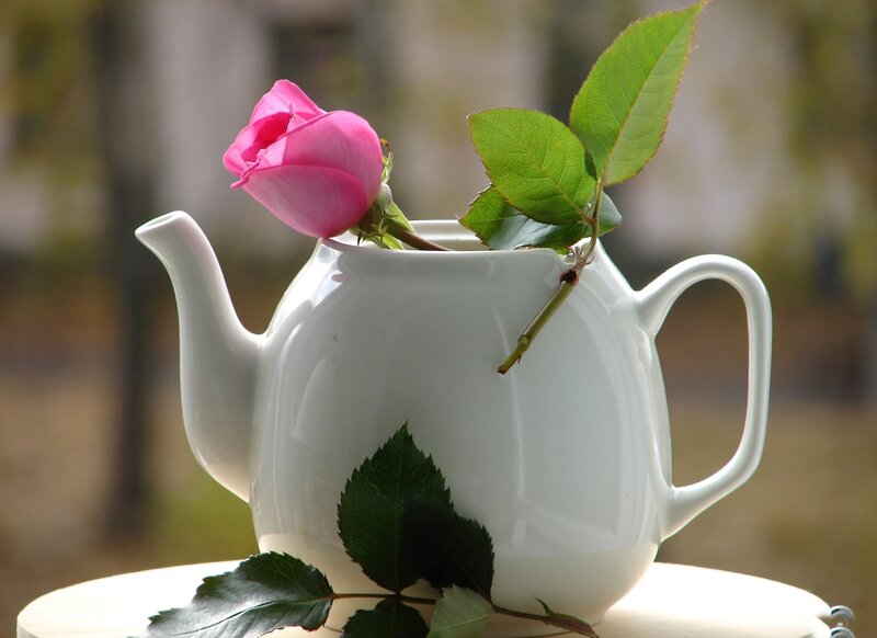 Pink Rose in Teapot