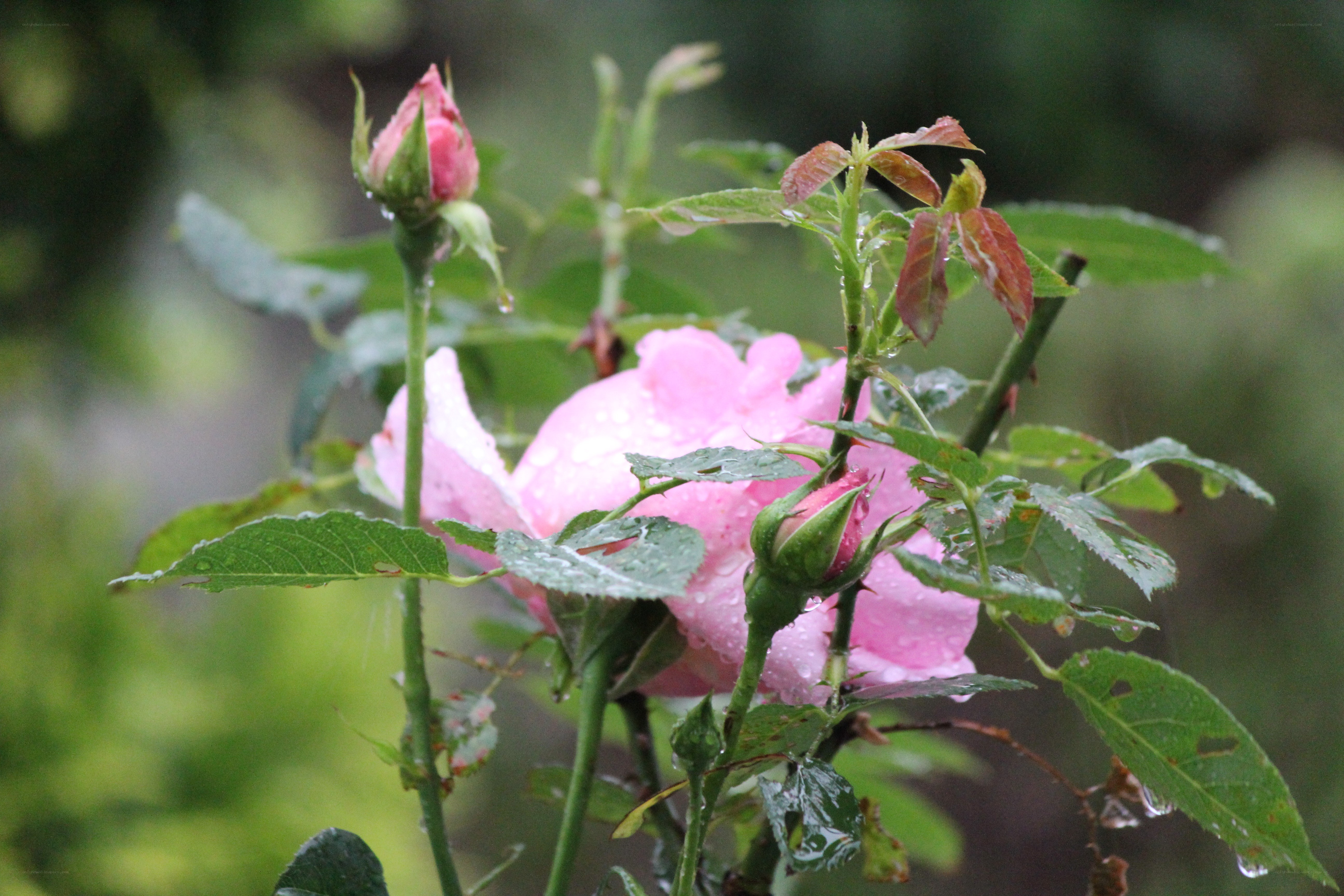 Pink rose in the rain