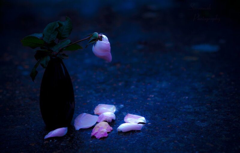 Pink Rose in Vase — Blue