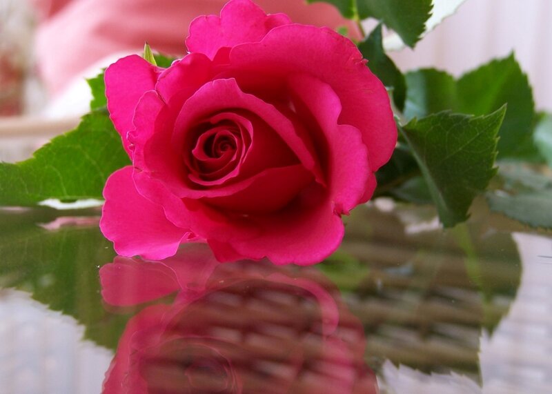 Pink Rose in Vase — Calm, Photograph, Green Leaves
