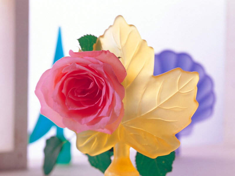 Pink Rose in Vase — Calm, Photograph