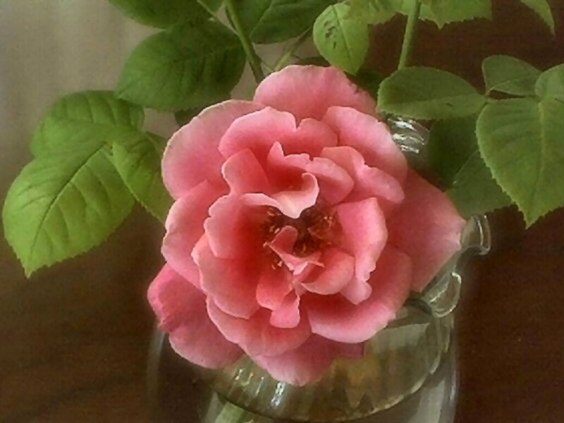 Pink Rose in Vase — Calm