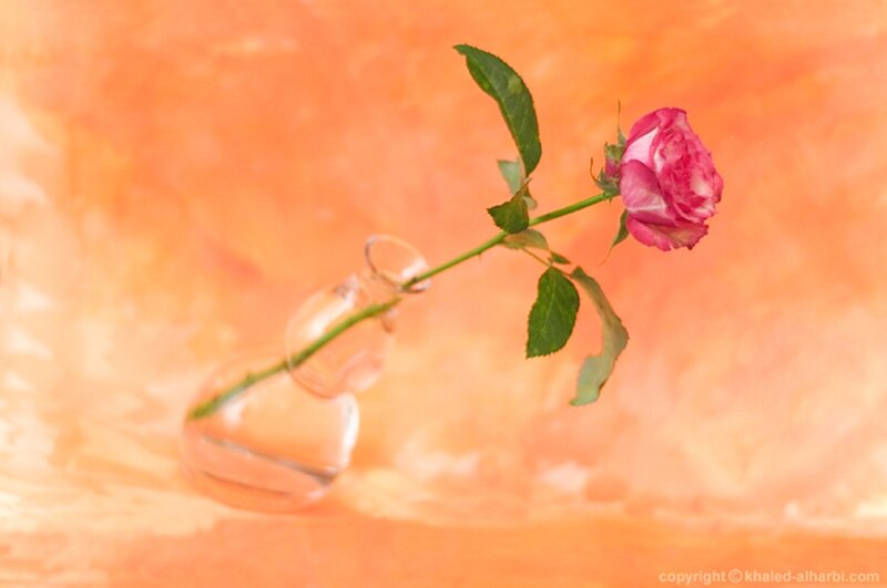 Pink Rose in Vase — Orange