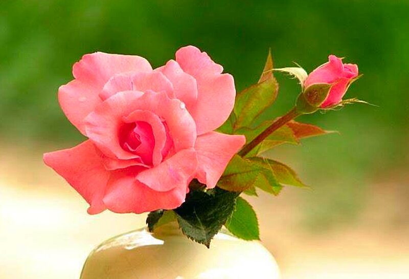 Pink Rose in Vase — Serene, Afternoon