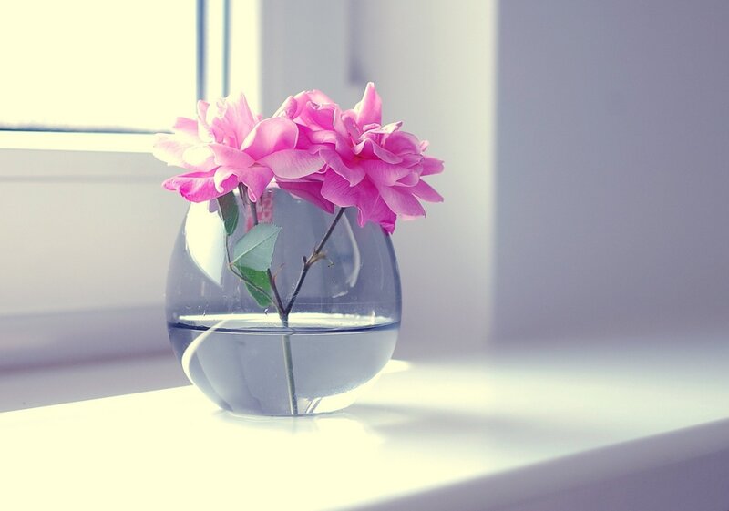 Pink Rose in Vase — Serene, Morning