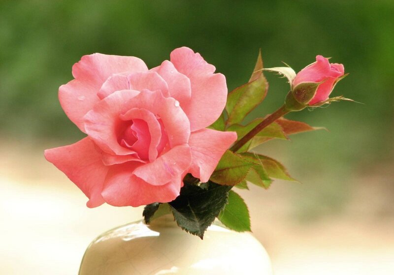Pink Rose in Vase — Serene, Spring