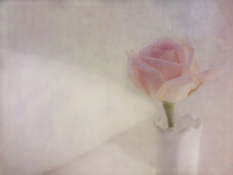Pink Rose in Vase — Serene