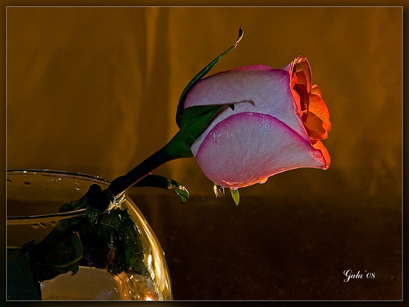 Pink Rose in Vase