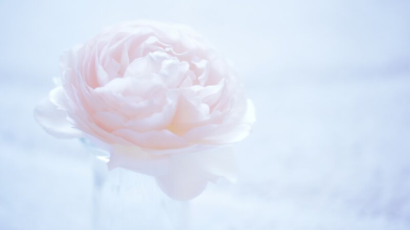 Pink Rose in Vase — White, Serene, Photograph