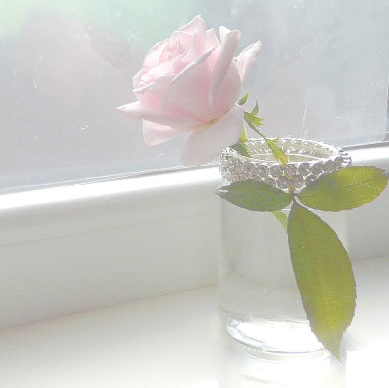 Pink Rose in Vase — White, Serene