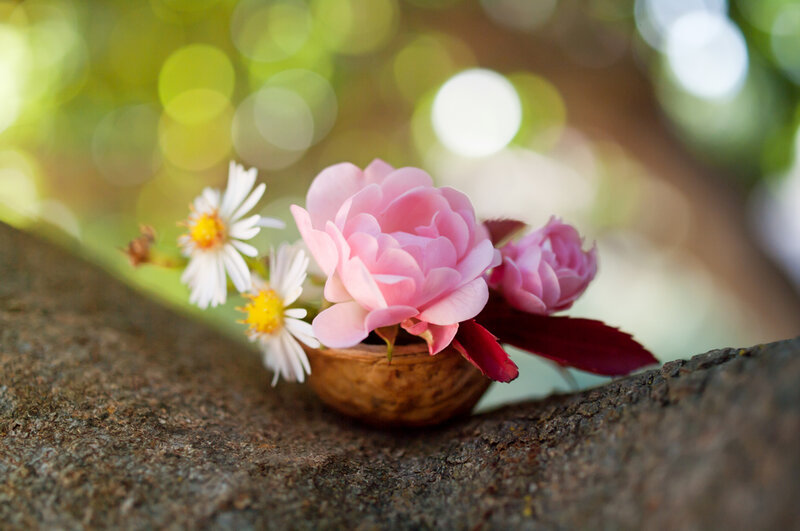 Pink Rose in Walnut Shell