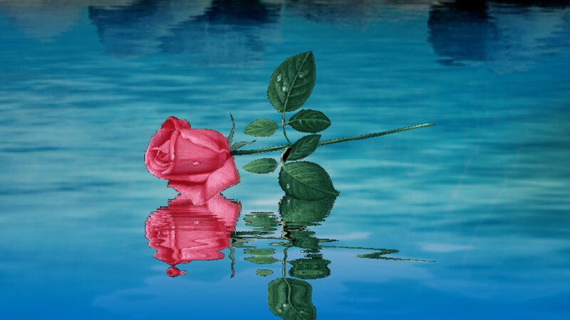 Pink Rose in Water — Blue, Serene