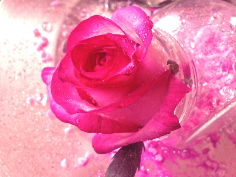 Pink Rose in Water — Calm