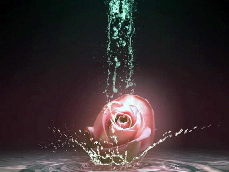 Pink Rose in Water — Dramatic