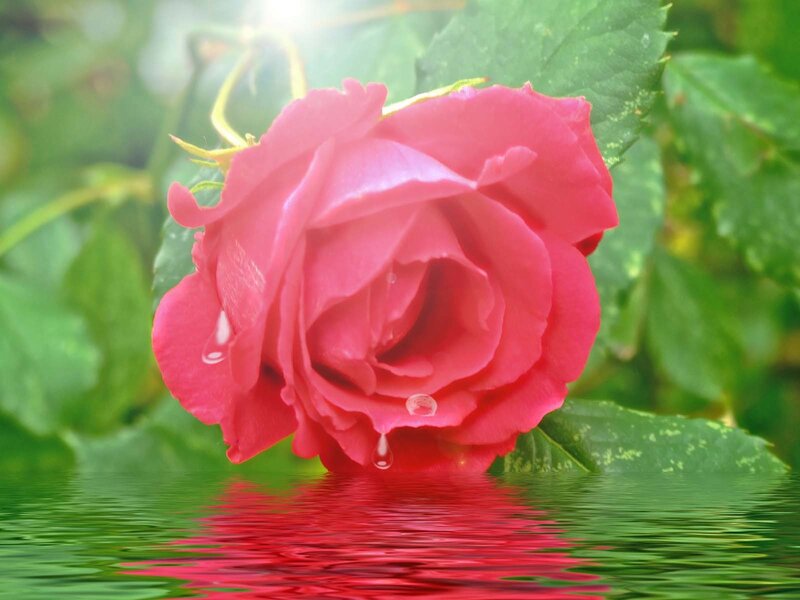 Pink Rose in Water — Red, Serene