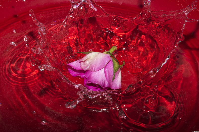 Pink Rose in Water — Red