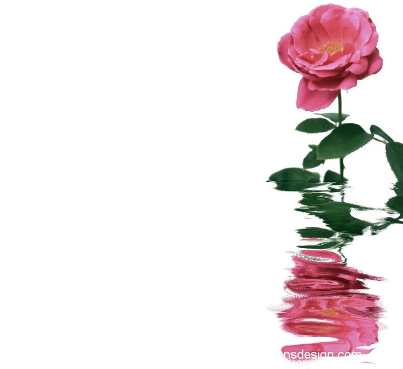 Pink Rose in Water — Serene, Photograph, Flower, Stem